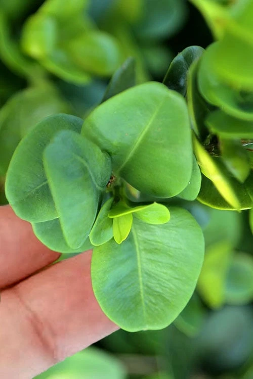 Gordo Boxwood - 5 Pack Of Quart Pots 4 Gordo Boxwood - 5 Pack Of Quart Pots - Image 4