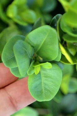 Gordo Boxwood - 6 Pack Of 1 Gallon Pots 10 Gordo Boxwood - 6 Pack Of 1 Gallon Pots -Flora Bloom Shop buxus gordo boxwood 3 2