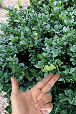 Gordo Boxwood - 5 Pack Of Quart Pots 11 Gordo Boxwood - 5 Pack Of Quart Pots -Flora Bloom Shop buxus gordo boxwood 4 1