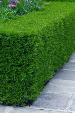 Gordo Boxwood - 1 Gallon Pot 13 Gordo Boxwood - 1 Gallon Pot -Flora Bloom Shop buxus gordo boxwood 5