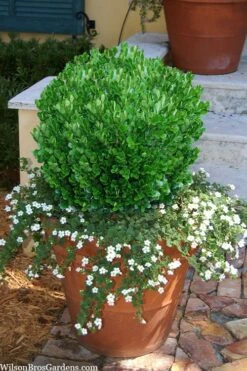 Richard Boxwood (Buxus Harlandii) - 3 Gallon Pot 12 Richard Boxwood (Buxus Harlandii) - 3 Gallon Pot -Flora Bloom Shop buxus harlandii richard dwarf boxwood 4