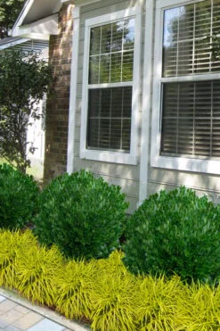 Richard Boxwood (Buxus Harlandii) - 3 Gallon Pot 10 Richard Boxwood (Buxus Harlandii) - 3 Gallon Pot -Flora Bloom Shop buxus harlandii richard dwarf boxwood 5