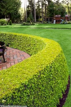 Golden Triumph Variegated Dwarf Boxwood - 1 Gallon Pot -Flora Bloom Shop buxus microphylla golden triumph boxwood hedge 2 2