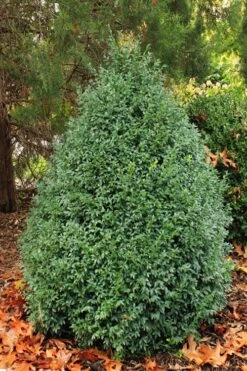 John Baldwin Boxwood - 1 Gallon Pot 11 John Baldwin Boxwood - 1 Gallon Pot -Flora Bloom Shop buxus microphylla john baldwin boxwood 6