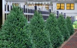 John Baldwin Boxwood - 1 Gallon Pot 9 John Baldwin Boxwood - 1 Gallon Pot -Flora Bloom Shop buxus microphylla john baldwin boxwood 8
