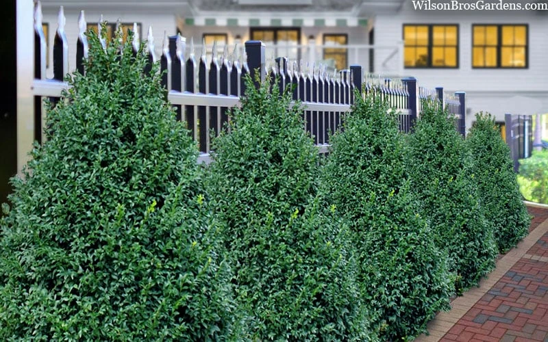 John Baldwin Boxwood - 1 Gallon Pot 4 John Baldwin Boxwood - 1 Gallon Pot - Image 4