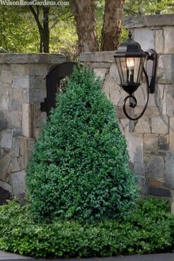 John Baldwin Pyramidal Boxwood - 3 Gallon Pot -Flora Bloom Shop buxus microphylla john baldwin boxwood 9 1
