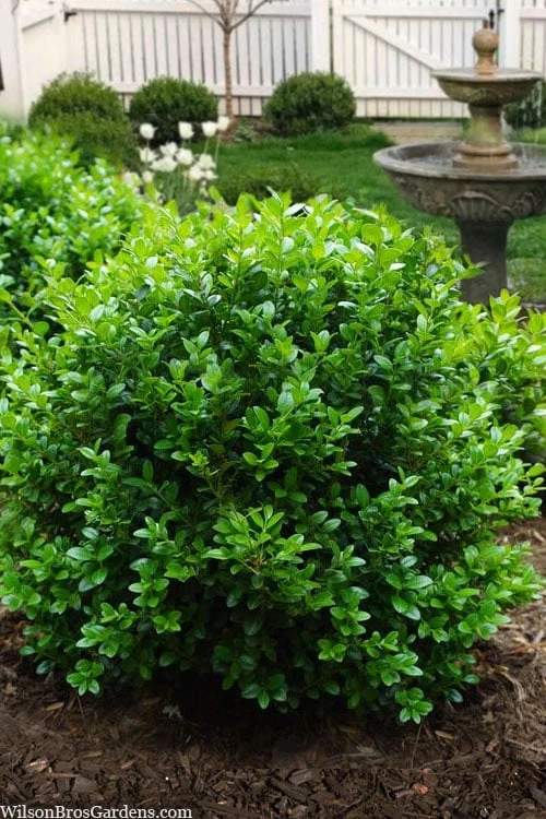 Little Missy Dwarf Boxwood - 1 Gallon Pot 1 Little Missy Dwarf Boxwood - 1 Gallon Pot
