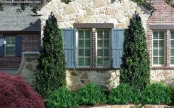 Arctic Emerald Columnar Boxwood - 6 Pack Of 1 Gallon Pots -Flora Bloom Shop buxus sempervirens arctic emerald boxwood 103 1