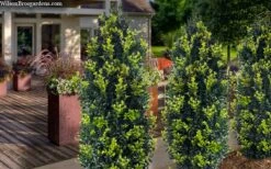 Arctic Emerald Columnar Boxwood - 1 Gallon Pot -Flora Bloom Shop buxus sempervirens arctic emerald boxwood 105