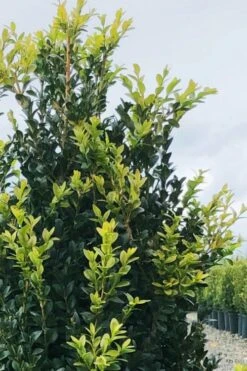 Arctic Emerald Columnar Boxwood - 1 Gallon Pot -Flora Bloom Shop buxus sempervirens arctic emerald boxwood 12