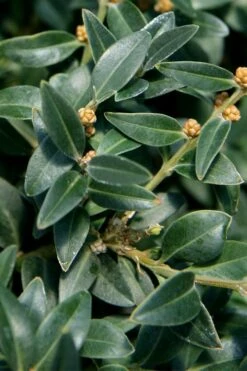 Arctic Emerald Columnar Boxwood - 1 Gallon Pot -Flora Bloom Shop buxus sempervirens arctic emerald boxwood 16