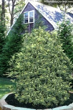 Golden Weeping Boxwood (Buxus Sempervirens 'Aurea Pendula') - 1 Gallon Pot -Flora Bloom Shop buxus sempervirens aurea pendula variegated weeping boxwood 3