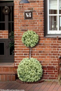 Variegated Boxwood 2-Ball Poodle Tier Topiary - 5 Gallon Pot -Flora Bloom Shop buxus sempervirens aureovariegata boxwood 2 ball poodle tier 8