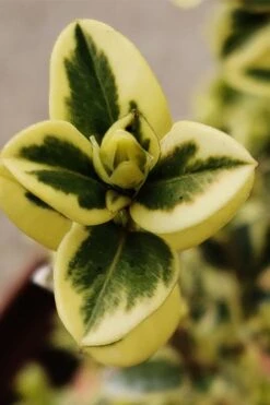 Variegated Boxwood (Buxus Sempervirens 'Aureovariegata') - 2 Gallon Pot - SALE -Flora Bloom Shop buxus sempervirens aureovariegata variegated boxwood 1 3