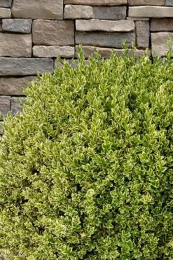 Variegated Boxwood (Buxus Sempervirens 'Aureovariegata') - 2 Gallon Pot - SALE -Flora Bloom Shop buxus sempervirens aureovariegata variegated boxwood 10 2