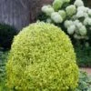 Variegated Boxwood (Buxus Sempervirens 'Aureovariegata') - 2 Gallon Pot - SALE