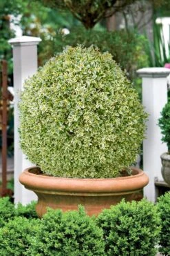 Elegans Variegated Boxwood - Buxus Sempervirens 'Elegantissima' - 3 Gallon Pot -Flora Bloom Shop buxus sempervirens elegantissima variegated boxwood 101