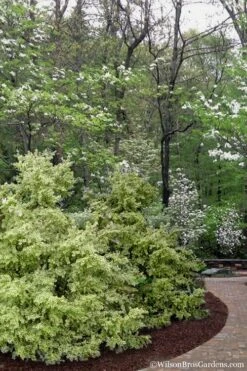 Elegans Variegated Boxwood - Buxus Sempervirens 'Elegantissima' - 6 Pack Of 1 Gallon Pots -Flora Bloom Shop buxus sempervirens elegantissima variegated boxwood 102 3