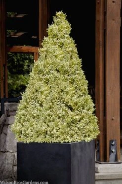 Elegans Variegated Boxwood - Buxus Sempervirens 'Elegantissima' - 6 Pack Of 1 Gallon Pots -Flora Bloom Shop buxus sempervirens elegantissima variegated boxwood 105 3