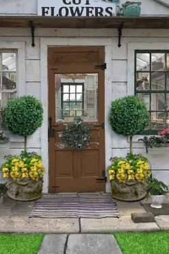 Boxwood Single Ball Standard Topiary (Buxus Sempervirens) - 5 Gallon Pot 7 Boxwood Single Ball Standard Topiary (Buxus Sempervirens) - 5 Gallon Pot -Flora Bloom Shop buxus sempervirens standard single ball topiary boxwood 2