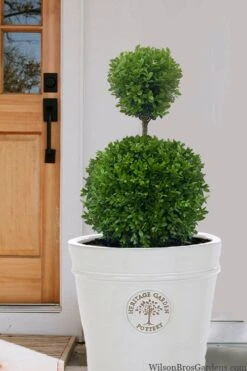 Dwarf English Boxwood Two-Ball Poodle Tier Topiary - 3 Gallon Pot -Flora Bloom Shop buxus sempervirens suffriticosa standard two ball topiary boxwood 5