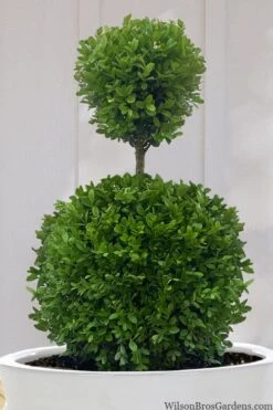 Dwarf English Boxwood Two-Ball Poodle Tier Topiary - 3 Gallon Pot -Flora Bloom Shop buxus sempervirens suffruticosa standard two ball topiary boxwood 10