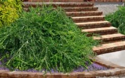 Unraveled Weeping Boxwood - 3 Gallon Pot -Flora Bloom Shop buxus sempervirens unraveled weeping boxwood 15