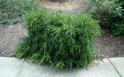 Unraveled Weeping Boxwood - 3 Gallon Pot -Flora Bloom Shop buxus sempervirens unraveled weeping boxwood 7