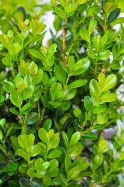 Winterstar Boxwood - 1 Gallon Pot -Flora Bloom Shop buxus winterstar boxwood 1 1