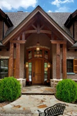 Winterstar Boxwood - 2 Gallon Pot -Flora Bloom Shop buxus winterstar boxwood 3