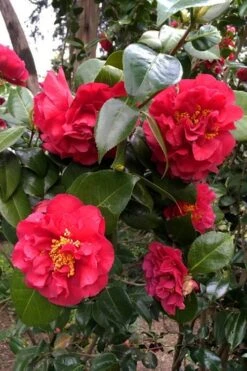 Turandot Camellia Japonica - 3 Gallon Pot -Flora Bloom Shop caellia turandot 20