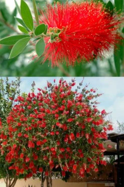Red Cluster Bottlebrush Tree - 7 Gallon Pot 8 Red Cluster Bottlebrush Tree - 7 Gallon Pot -Flora Bloom Shop callistemon red cluster bottlebrush 102