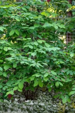 Simply Scentsational Sweetshrub (Calycanthus ) - 3 Gallon Pot 12 Simply Scentsational Sweetshrub (Calycanthus ) - 3 Gallon Pot -Flora Bloom Shop calycanthus simply scentsational sweet shrub 14