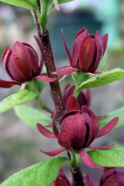 Simply Scentsational Sweetshrub (Calycanthus ) - 3 Gallon Pot 15 Simply Scentsational Sweetshrub (Calycanthus ) - 3 Gallon Pot -Flora Bloom Shop calycanthus simply scentsational sweet shrub 3
