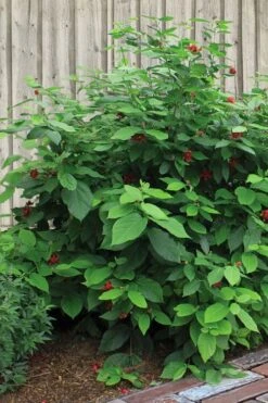 Simply Scentsational Sweetshrub (Calycanthus ) - 3 Gallon Pot 14 Simply Scentsational Sweetshrub (Calycanthus ) - 3 Gallon Pot -Flora Bloom Shop calycanthus simply scentsational sweet shrub 4