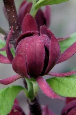 Simply Scentsational Sweetshrub (Calycanthus ) - 3 Gallon Pot 11 Simply Scentsational Sweetshrub (Calycanthus ) - 3 Gallon Pot -Flora Bloom Shop calycanthus simply scentsational sweet shrub 7