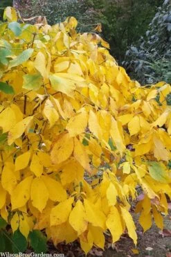 Simply Scentsational Sweetshrub (Calycanthus ) - 3 Gallon Pot 13 Simply Scentsational Sweetshrub (Calycanthus ) - 3 Gallon Pot -Flora Bloom Shop calycanthus simply scentsational sweet shrub 8