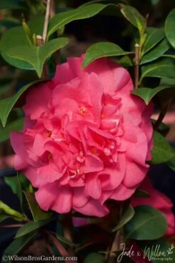 Ack-Scent Fragrant Pink Camellia Japonica - 1 Gallon Pot -Flora Bloom Shop camellia ack scent jw 2