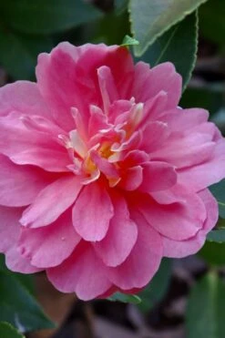 Autumn Spirit Camellia - Hybrid - 1 Gallon Pot -Flora Bloom Shop camellia autumn spirit 21
