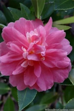 Autumn Spirit Camellia - Hybrid - 3 Gallon Pot -Flora Bloom Shop camellia autumn spirit 22 1