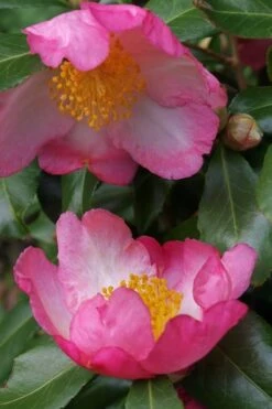 Autumn Sunrise Camellia Sasanqua - 1 Gallon Pot 9 Autumn Sunrise Camellia Sasanqua - 1 Gallon Pot -Flora Bloom Shop camellia autumn sunrise 2