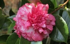 Sacred Dance Camellia Japonica 'Daikagura' - 1 Gallon Pot -Flora Bloom Shop camellia daikagura 20