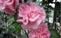 Debutante Pink Camellia Japonica - 3 Gallon Pot -Flora Bloom Shop camellia debutante pink 5