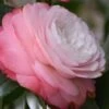 Desire Camellia Japonica - 3 Gallon Pot