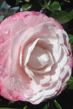 Desire Camellia Japonica - 3 Gallon Pot -Flora Bloom Shop camellia desire 2