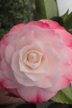 Desire Camellia Japonica - 3 Gallon Pot -Flora Bloom Shop camellia desire 3