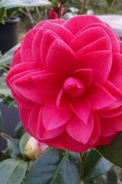Glen 40 Camellia Japonica - 3 Gallon Pot 13 Glen 40 Camellia Japonica - 3 Gallon Pot -Flora Bloom Shop camellia glen 40 1