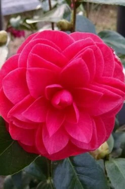 Glen 40 Camellia Japonica - 3 Gallon Pot 12 Glen 40 Camellia Japonica - 3 Gallon Pot -Flora Bloom Shop camellia glen 40 2