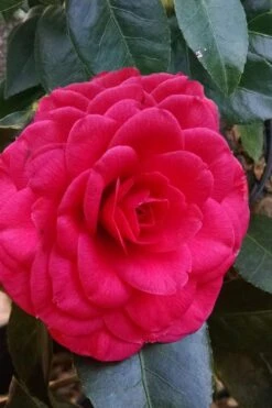 Glen 40 Camellia Japonica - 3 Gallon Pot 10 Glen 40 Camellia Japonica - 3 Gallon Pot -Flora Bloom Shop camellia glen 40 3